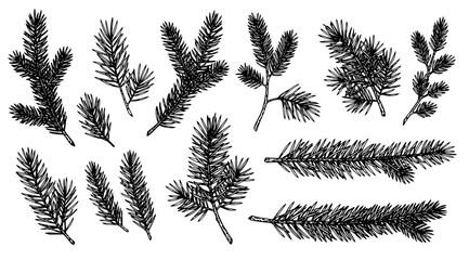Collection of hand drawn evergreen pine tree branches and needles sketch set © Kapilbiswas