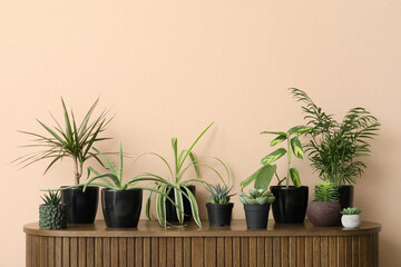 Fototapeta premium Various potted houseplants arranged on wooden cabinet against peach wall