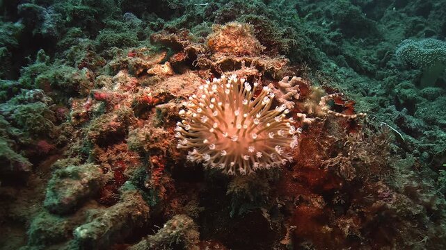 Close view of an anemone coral - Heliofungia actiniformis - resting on the reef floor in the Banda Sea. Its sinuous tentacles sway gently in the current.