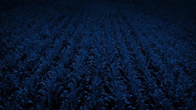 Corn Field In The Moonlight Aerial Shot