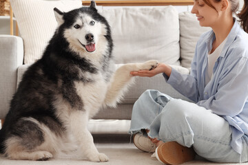Young woman teaching husky dog to shake paw indoors © Pixel-Shot