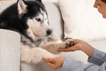 Person holding paws of a husky dog on a couch at home © Pixel-Shot