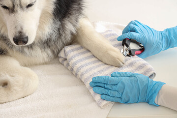 Person trimming husky dogs nails with clippers © Pixel-Shot