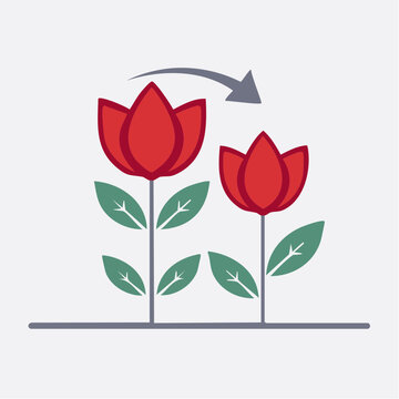 Red tulip growth comparison icon with arrow