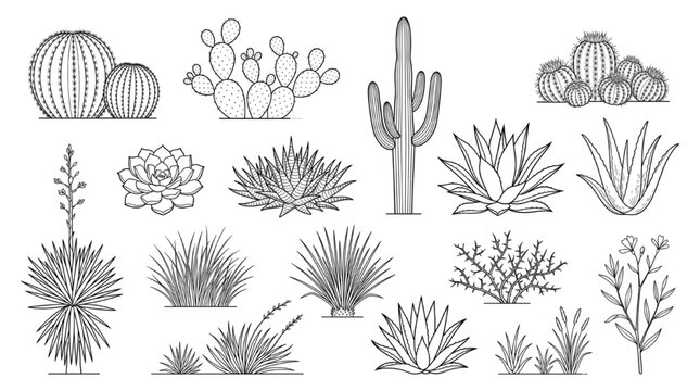 Vector line art collection of succulent plants and desert cacti symbols for architectural CAD blocks landscape design projects