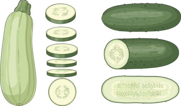 Vector bundle of green zucchini, recycling waste bins, glitter frames, fresh onions, coffee donuts, hedge fences, landscape gardens, patio furniture, fruit milk splashes, macarons, lipsticks, winter c