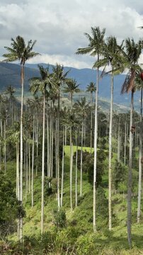 Wax Palm Trees Panoramic Pan of Colombian Mountain Landscape