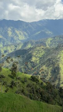 Towering Wax Palms Amid Rolling Green Hills of Colombia