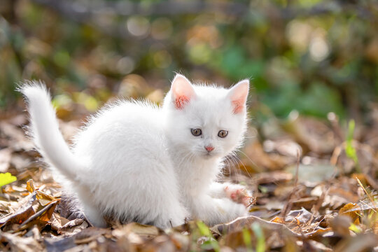 Fluffy white kitten sitting among dry autumn leaf on the ground outdoors, curious and adorable, playful pet lifestyle.