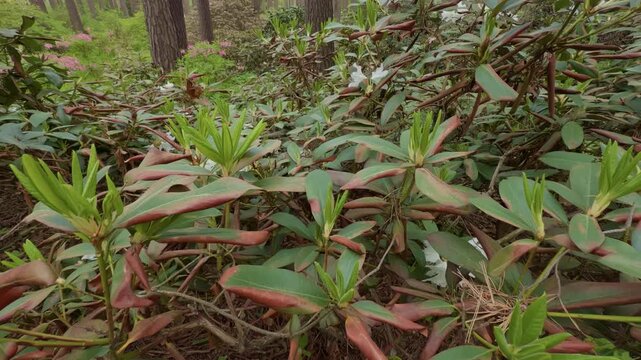 Lush forest understory with broadleaf shrubs, pink blossoms, and tall tree trunks in dense woodland