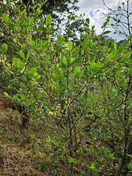 Coca Plantation in Peru &ndash; Flowering Coca Plant (Erythroxylum coca) in Cultivation