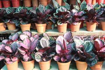 Fototapeta premium Goeppertia Roseopicta leaf plant on pot