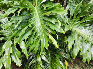 Lush green Philodendron bipinnatifidum leaves background.  © Darma