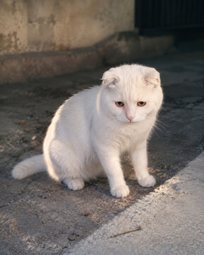 Sad White Scottish Fold Cat Sitting Alone Outdoors, Abandoned Pet Concept