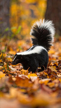 Striking contrast: A skunk navigates an autumn carpet of vibrant leaves