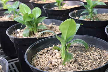 Hosta, plantain lilies leaf plant on pot in farm © CMYK MAKER
