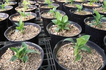 Hosta, plantain lilies leaf plant on pot in farm © CMYK MAKER