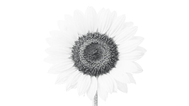 Halftone sunflower bloom isolated on a solid white background