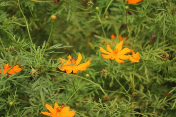 Orange cosmos flowers blooming in a lush garden with blooming botanical outdoors landscape © vactorfol1