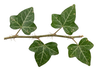 Fototapeta premium Vibrant green ivy vine branch with four distinct lobed leaves, showcasing intricate venation and natural texture, brightly lit in a studio, isolated transparent background image