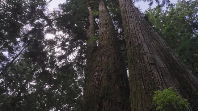 Cedar Forest at Okunoin in Early Morning &ndash; Koyasan, Wakayama, Japan　「早朝の高野山奥之院・杉木立」和歌山県高野町