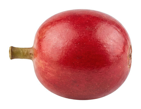 Vibrant ripe red coffee cherry fruit with a small stem displays a smooth skin texture and rich organic color in a professional studio macro shot isolated transparent background image