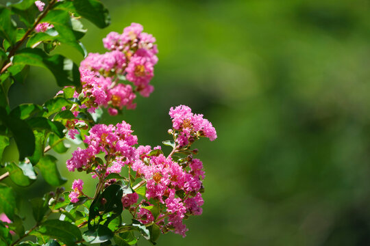 purple crape myrtle blooming flower