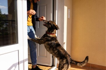 Naklejka na ściany i meble Happy dog jumping up to greet man at open door ideal for pet welcome home arrival and dog treats advertising