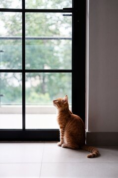 Adorable orange kitten sitting by glass door looking up curiously ideal for pet adoption campaigns and veterinary website header