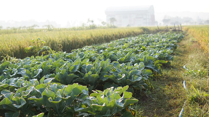 Fototapeta premium A lush cauliflower field. The plants look green and healthy, planted in neat rows.
