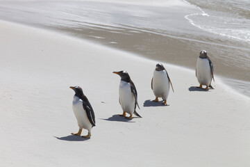 Four gentoo penguins walking in a row on the Falkland Islands © willtu