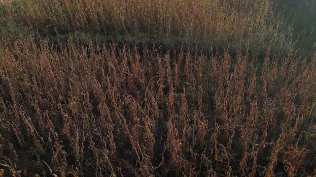 Aerial drone travels forward close over a dry corn field at sunset, warm orange light transforming the dried stalks into a rich golden and amber landscape of natural texture and agricultural beauty