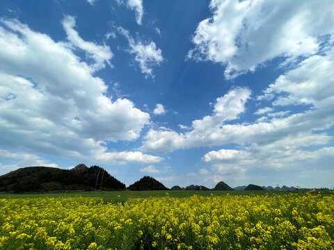 A spectacular golden sea of canola flowers at Luoping, Yunnan China, where thousands of yellow blooms dance among mist-covered karst mountains