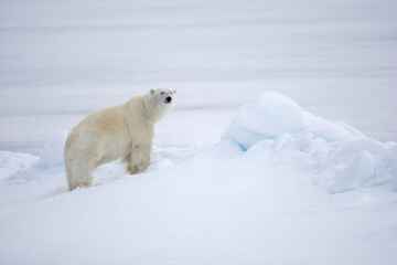 Polar bear on sea ice in the Arctic near Svalbard © willtu