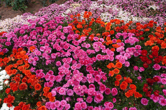 Colorful flowers background and texture 