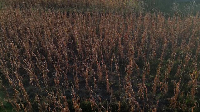 Aerial drone travels forward close over a dry corn field at sunset, warm orange light transforming the dried stalks into a rich golden and amber landscape of natural texture and agricultural beauty