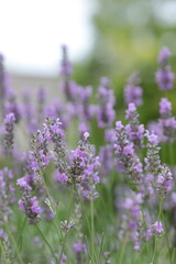 Fototapeta premium 初夏に咲くラベンダーの花 自然の風景 / Lavender Flowers Blooming in Early Summer Nature 