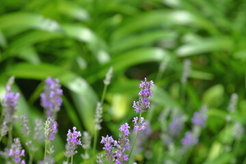 Fototapeta premium ラベンダーの花と緑の背景 / Lavender Flowers with a Green Natural Background 