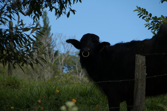 Black Water Buffalo with Nose Ring in Pasture