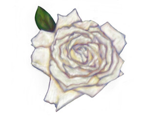 Obraz premium rose on white