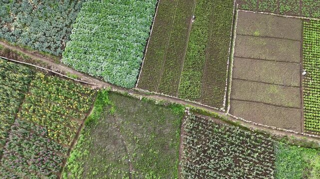 Drone footage descending above cultivated vegetable fields arranged in geometric patterns. Aerial view of patchwork farmland, crop production and small-scale rural agriculture.