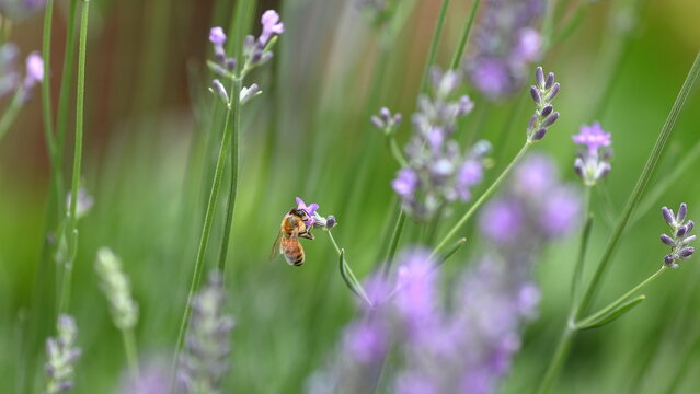 ラベンダーの花と働くミツバチ クローズアップ / Close Up of a Honey Bee on Lavender Flowers
