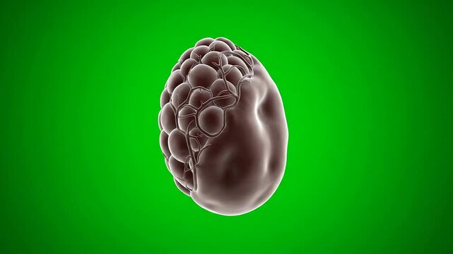 Realistic 3D CGI Medical Animation of Pineal Gland with Detailed Textures on Vibrant Green Background in Educational Context