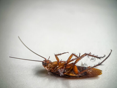 Dead cockroach lying on its back on a white floor, closeup pest control concept.
