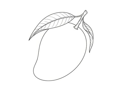 A black and white line drawing depicts a mango with a leaf. The mango is outlined and has a simple, graphic style.
