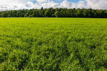 Fototapeta premium Vibrant lush green meadow basking under a bright sunny sky with fluffy clouds, creating a peaceful pastoral scene of wild summer grass in the countryside near a forest edge