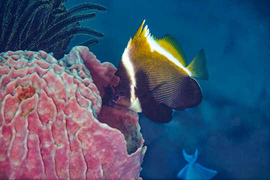 Horned bannerfish swimming near colorful coral reef in Anilao Philippines