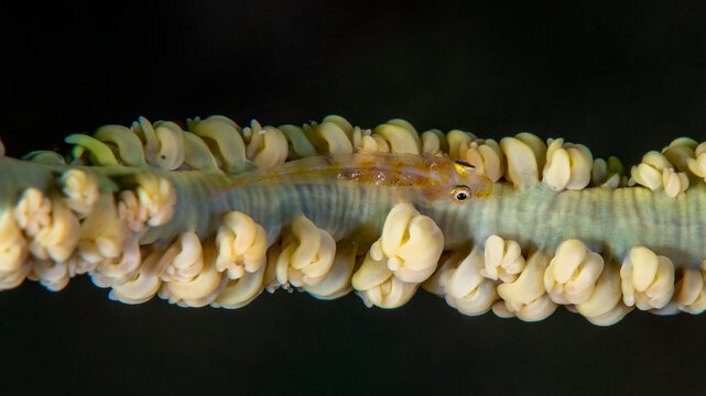Wire Coral Goby Resting on a Coral Branch in Anilao Philippines