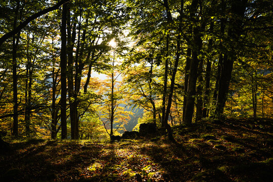 View of sunlight filtering through the dense autumn forest canopy near Botev Peak with golden leaves and mossy ground, Balkan Mountains, Lovech, Bulgaria.