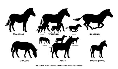 Obraz premium zebra, silhouette, vector, wildlife, animal, black, safari, african, mammal, nature, stripes, profile, standing, wild, fauna, icon, logo, symbol, illustration, graphic, design, isolated, minimalist, s